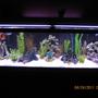125 gallons freshwater fish tank (mostly fish and non-living decorations) - Sorry my fish did not want to be photographed.