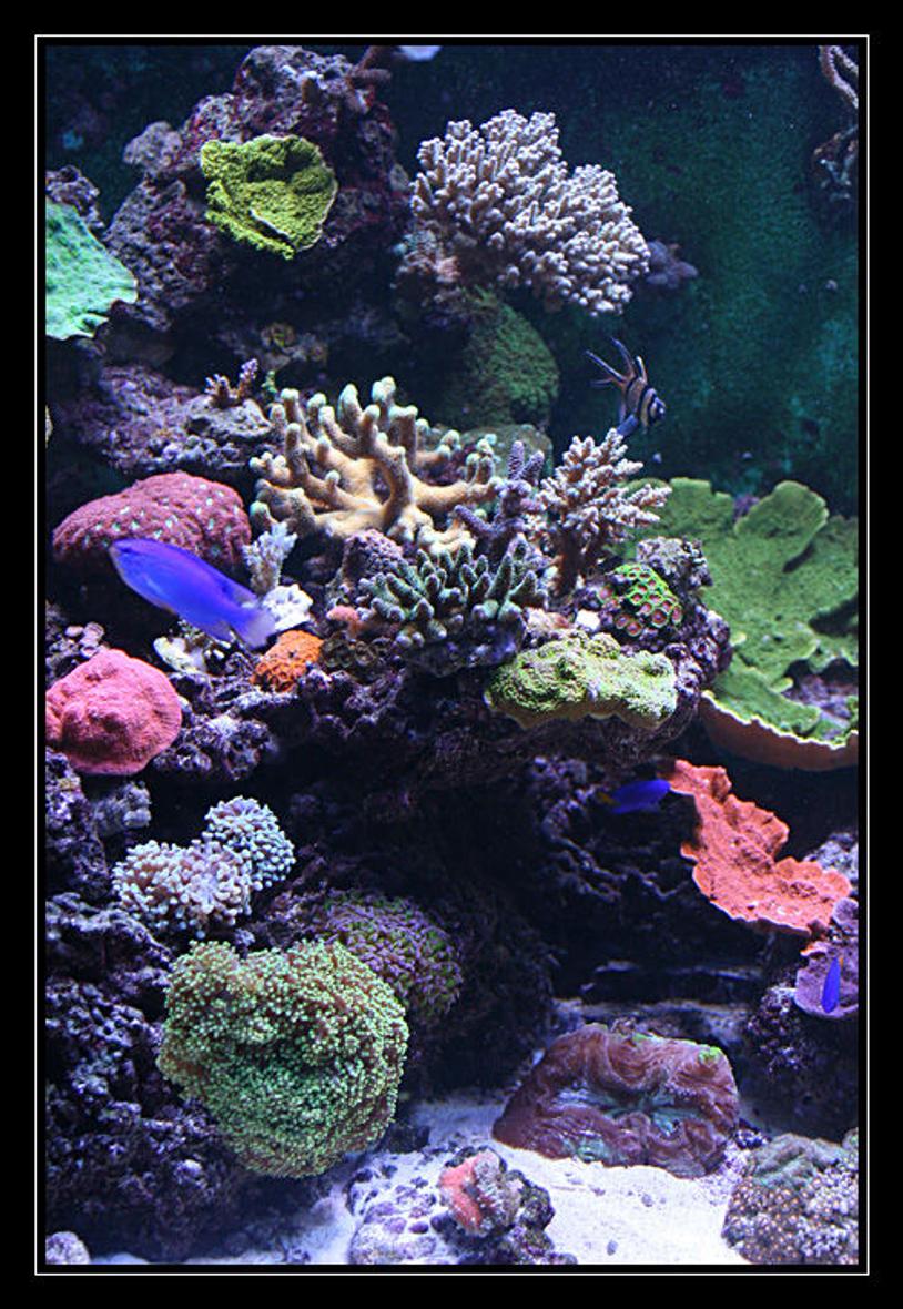 Rated #23: 554 Gallons Reef Tank - quelques coraux