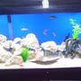 fish tank picture - the rockscape