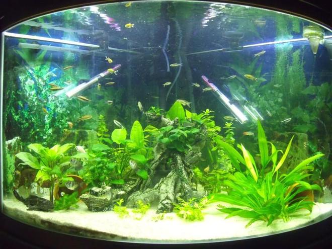 55 gallons planted tank (mostly live plants and fish) - Jebo Corner Tank
200l
+-45 fish