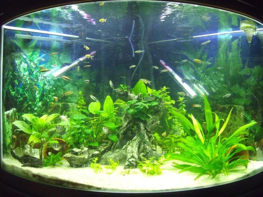Rated #42: 55 Gallons Planted Tank - Jebo Corner Tank
200l
+-45 fish