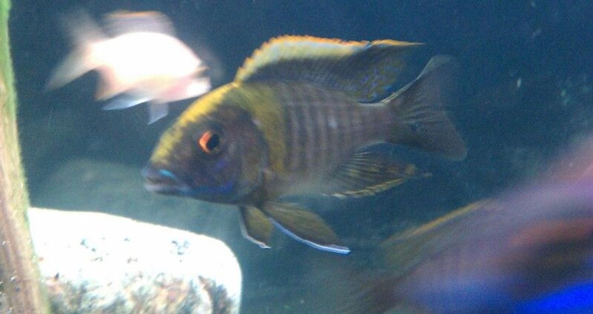 freshwater fish - aulonocara maylandi - sulphur head peacock stocking in 60 gallons tank - Maylandi sulphurhead sweet!