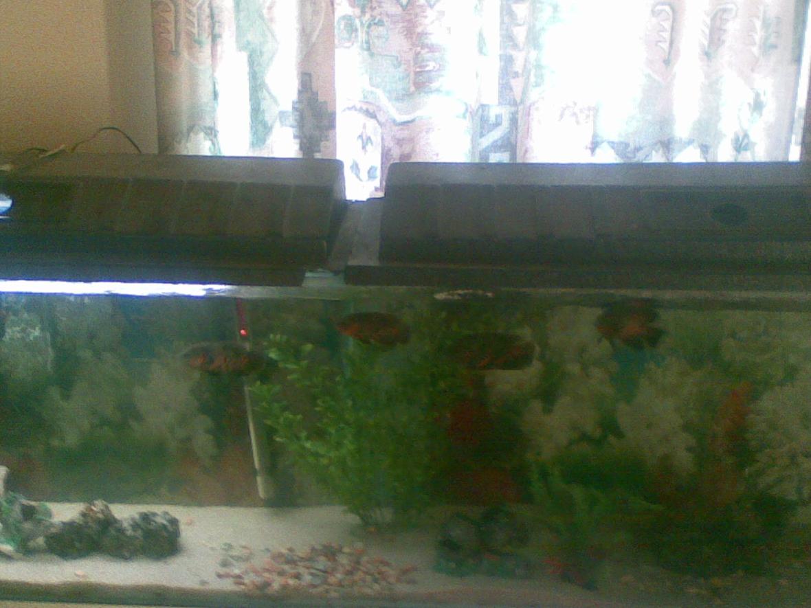 79 gallons freshwater fish tank (mostly fish and non-living decorations) - 79 gallon tank