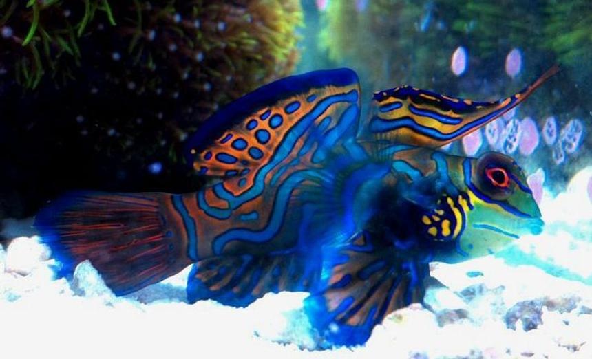 Rated #1: Saltwater Fish - Synchiropus Splendidus - Green Mandarin Stocking In 70 Gallons Tank - My Mandarin Dragonet