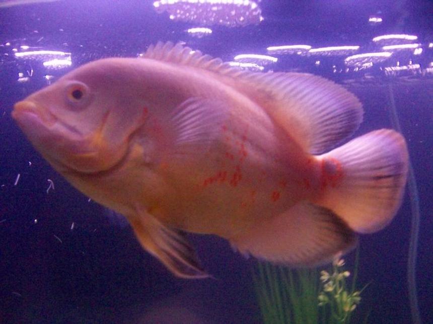 Rated #21: Freshwater Fish - Astronotus Ocellatus - Albino Oscar Stocking In 75 Gallons Tank - Albino Oscar, poor beast is no longer with us