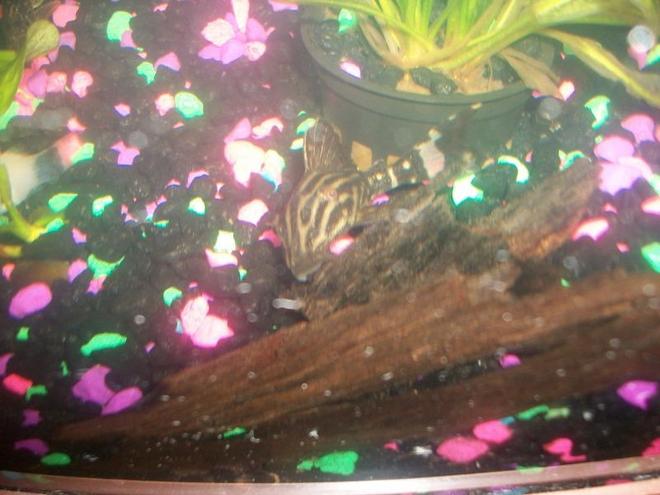 freshwater fish - panaque nigrolineatus - royal pleco (l-191) stocking in 75 gallons tank - Royal pleco checkin the new home