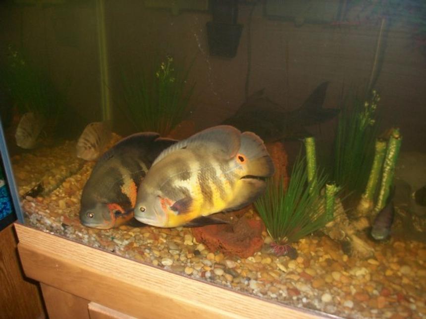 Rated #257: 75 Gallons Freshwater Fish Tank - the new oscars not as a baby