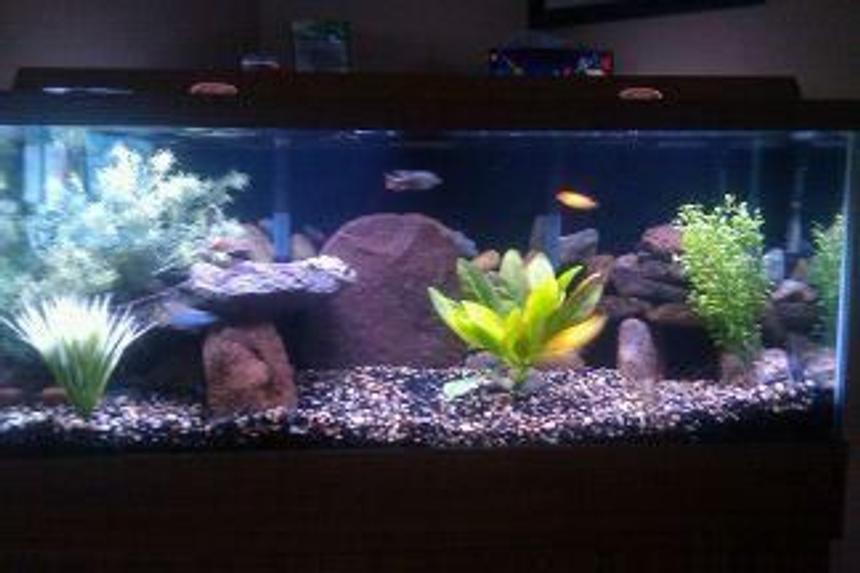 Rated #167: 75 Gallons Freshwater Fish Tank - 75 gal african cichlids