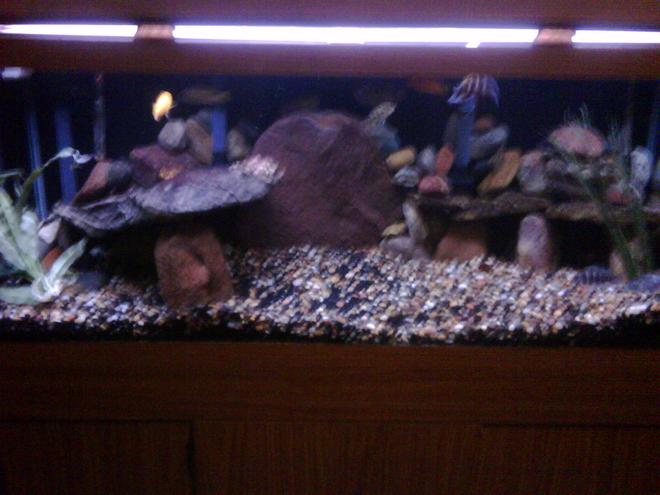 75 gallons freshwater fish tank (mostly fish and non-living decorations) - 3 months ago before plants