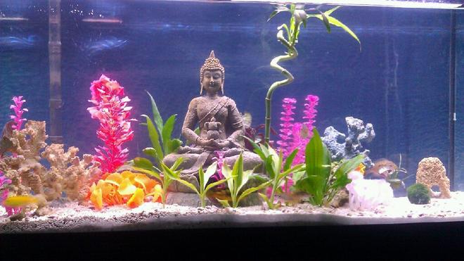 55 gallons planted tank (mostly live plants and fish) - A buddha statue complimanted by fake coral, live and fake plants and ground layered with sand and pukka shells.