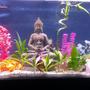 55 gallons planted tank (mostly live plants and fish) - A buddha statue complimanted by fake coral, live and fake plants and ground layered with sand and pukka shells.