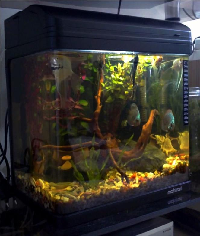 5 gallons planted tank (mostly live plants and fish) - Planeted aquarium