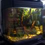5 gallons planted tank (mostly live plants and fish) - Planeted aquarium
