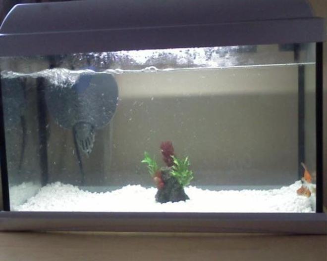 8 gallons freshwater fish tank (mostly fish and non-living decorations) - My fish tank