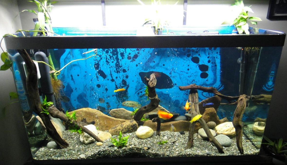 70 gallons freshwater fish tank (mostly fish and non-living decorations) - My 70 Gal Osaka Bent Glass Malawi setup. 3d rock background ordered, then more fishies!