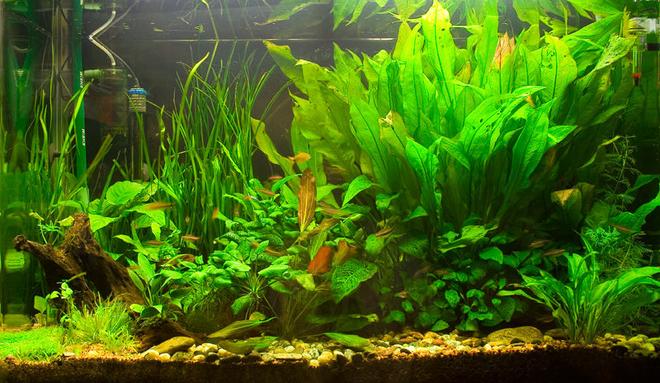 71 gallons planted tank (mostly live plants and fish) - The tank so far...