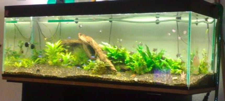 Rated #104: 105 Gallons Planted Tank - Got No Money No Work, So It Does Not Look So Nice :(