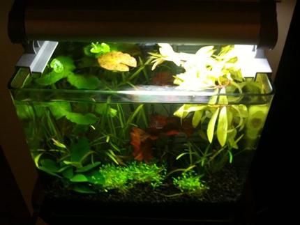 3 gallons planted tank (mostly live plants and fish) - Top view