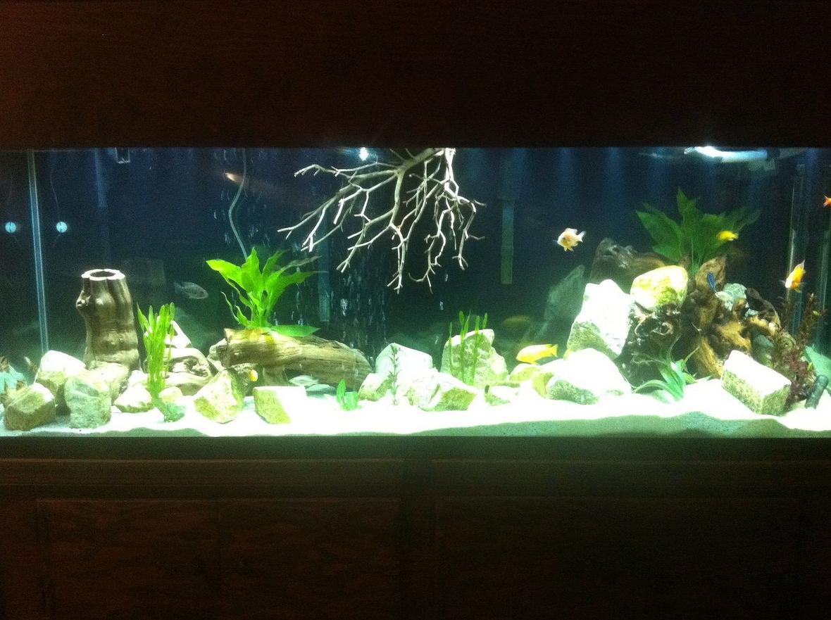 150 gallons freshwater fish tank (mostly fish and non-living decorations) - 150 Gallon standard glass with custom built hood/stand Lighting: 2 x 36-48 Marineland double bright LED with R2 Solutions 48" moonlight Filtration: 1 Magnum 350 pro canister filter, 1 DIY biowheel with hose T for surface agitation, 2 Foster and Smith Bio System 75 Power filters with OXY surface skimmers Decoration: Underwater Galleries 7 Large Cichlid stones, and 1 x 15 pack assorted Large/Medium/small cichlid stones 2 Large pieces of grapewood, 2 manzanita branches, assorted pieces of driftwood, misc plastic plants, 48" bubble wand, 100lbs of quickcrete playsand, 50lbs of white pool filter sand. Tank age: 1 1/2 years - 0 losses. Temp 78, PH 7.8, light cycle, 8 hours