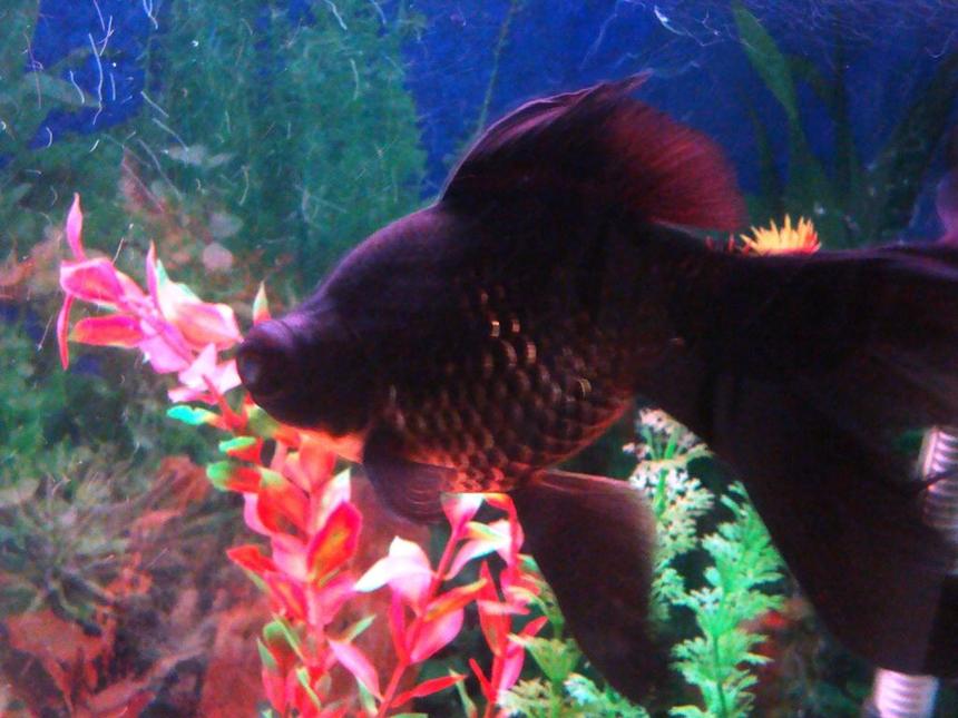 Rated #66: Freshwater Fish - Carassius Auratus - Black Moor Goldfish Stocking In 100 Gallons Tank - My Black Moor Goldfish