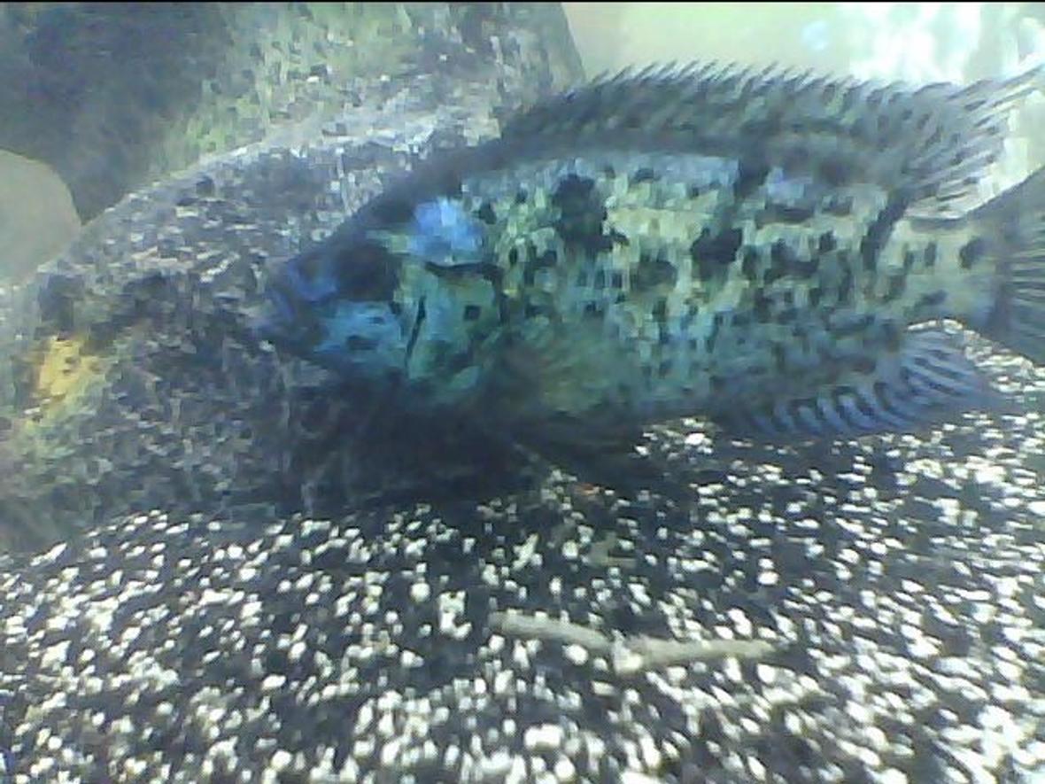 freshwater fish - nandopsis octofasciatum - electric blue jack dempsey stocking in 75 gallons tank - One of my EBJDs