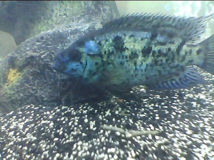 Rated #63: Freshwater Fish - Nandopsis Octofasciatum - Electric Blue Jack Dempsey Stocking In 75 Gallons Tank - One of my EBJDs