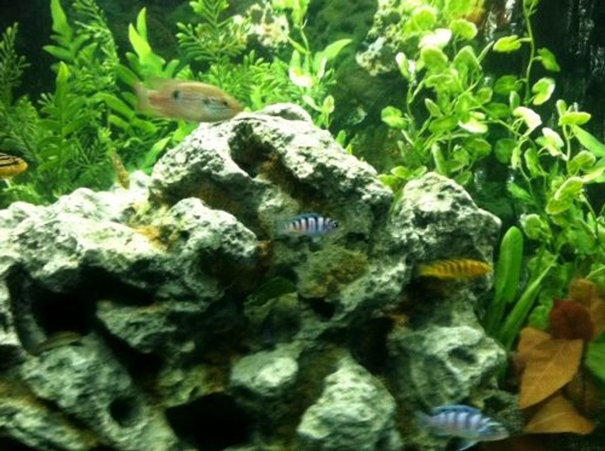 freshwater fish - metriaclima lombardoi - kenyi cichlid stocking in 60 gallons tank - a Few baby fish
