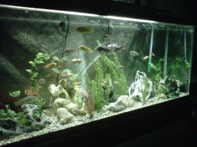 120 gallons freshwater fish tank (mostly fish and non-living decorations) - african cichlid 120g tank
