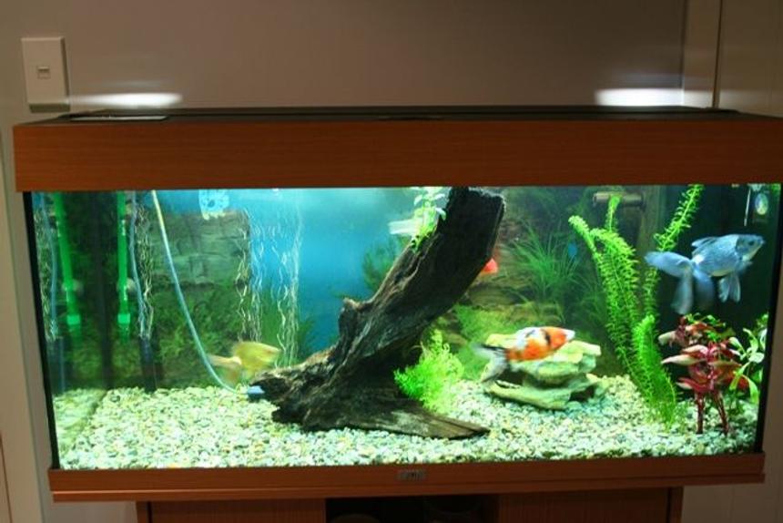 Rated #166: 50 Gallons Planted Tank - this is my  new tank quite a step up from the old one. iam selling the goldies and moving onto a tropical set up soon i have got some of the plants in. and iam taking out the hornwort