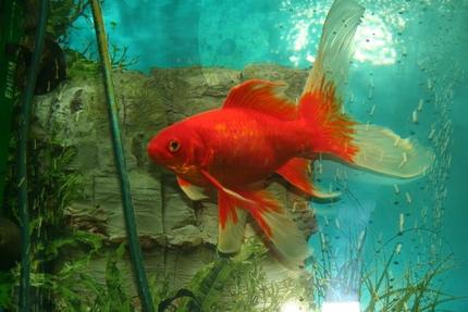freshwater fish - carassius auratus - goldfish stocking in 50 gallons tank - My Comet
