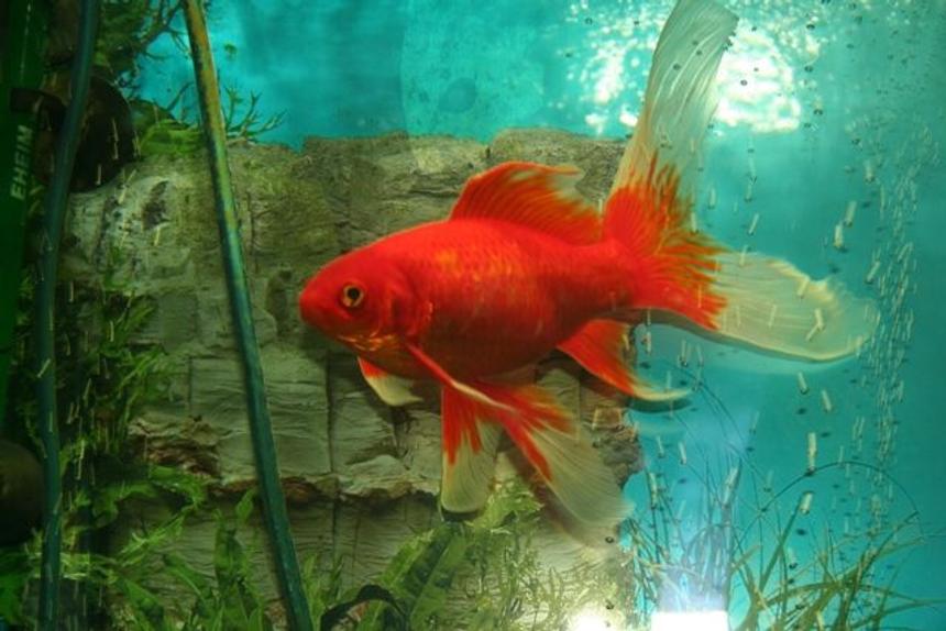 Rated #34: Freshwater Fish - Carassius Auratus - Goldfish Stocking In 50 Gallons Tank - My Comet