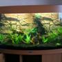 180 gallons planted tank (mostly live plants and fish) - ...a pic before any fish were added. Hav a few more plants now too...