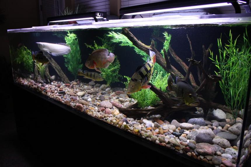 Rated #16: 350 Gallons Freshwater Fish Tank - 350 gallon South American