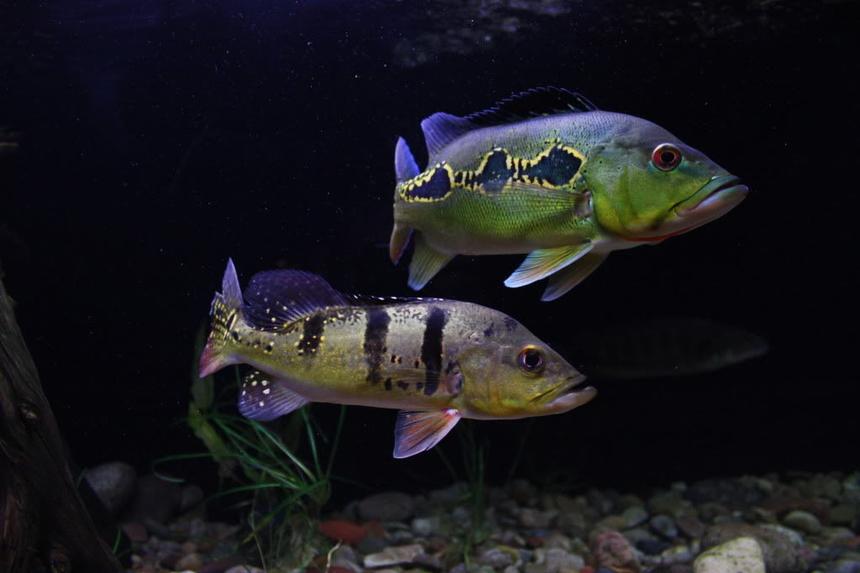 Rated #18: Freshwater Fish - Cichla Orinocensis - Orinoco Peacock Bass Stocking In 350 Gallons Tank - Cichla Orinocensis and Kelberi