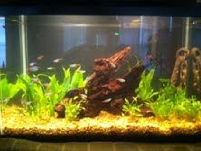 10 gallons planted tank (mostly live plants and fish) - Amazon Theme tank, Cardinals, Neons, Cory cats