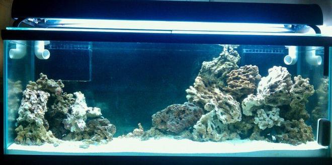 75 gallons reef tank (mostly live coral and fish) - Work in Progress