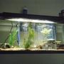 fish tank picture - 55 Gallon Starter, 2 HOB filters one 60 gallon top fin and a standard 10 gallon, 300 watt heater, thermometer, 5 convicts and 1 green terror