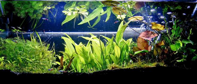 planted tank (mostly live plants and fish) - my 20g home entertaining system
