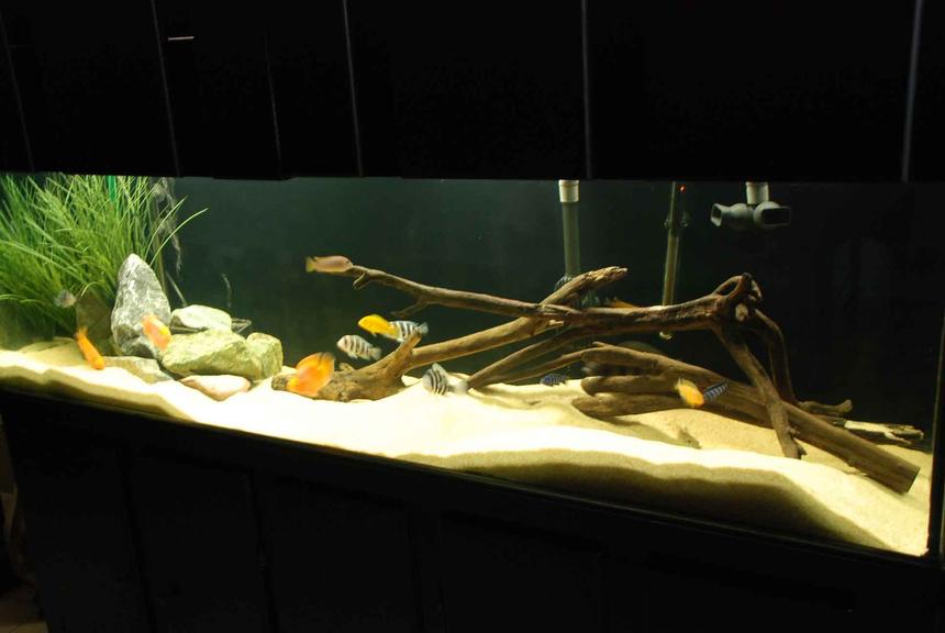 Rated #39: 125 Gallons Freshwater Fish Tank - 125 gallon mixed Cichlid tank