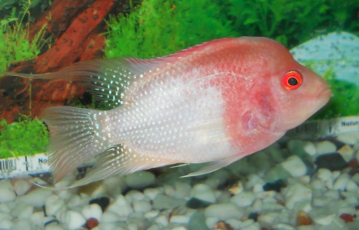 freshwater fish - cichlasoma sp. - flower horn cichlid stocking in 15 gallons tank - my albino flowerhorn.i bought it on 14 february 2011 from a LFS.it was in a miserable state when i bought it.it is fine and healthy now,growing well and its KOK is just starting to grow.