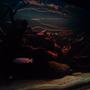 20 gallons freshwater fish tank (mostly fish and non-living decorations) - black water biotope.