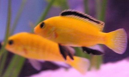freshwater fish - labidochromis caeruleus - electric yellow cichlid stocking in 50 gallons tank - labs