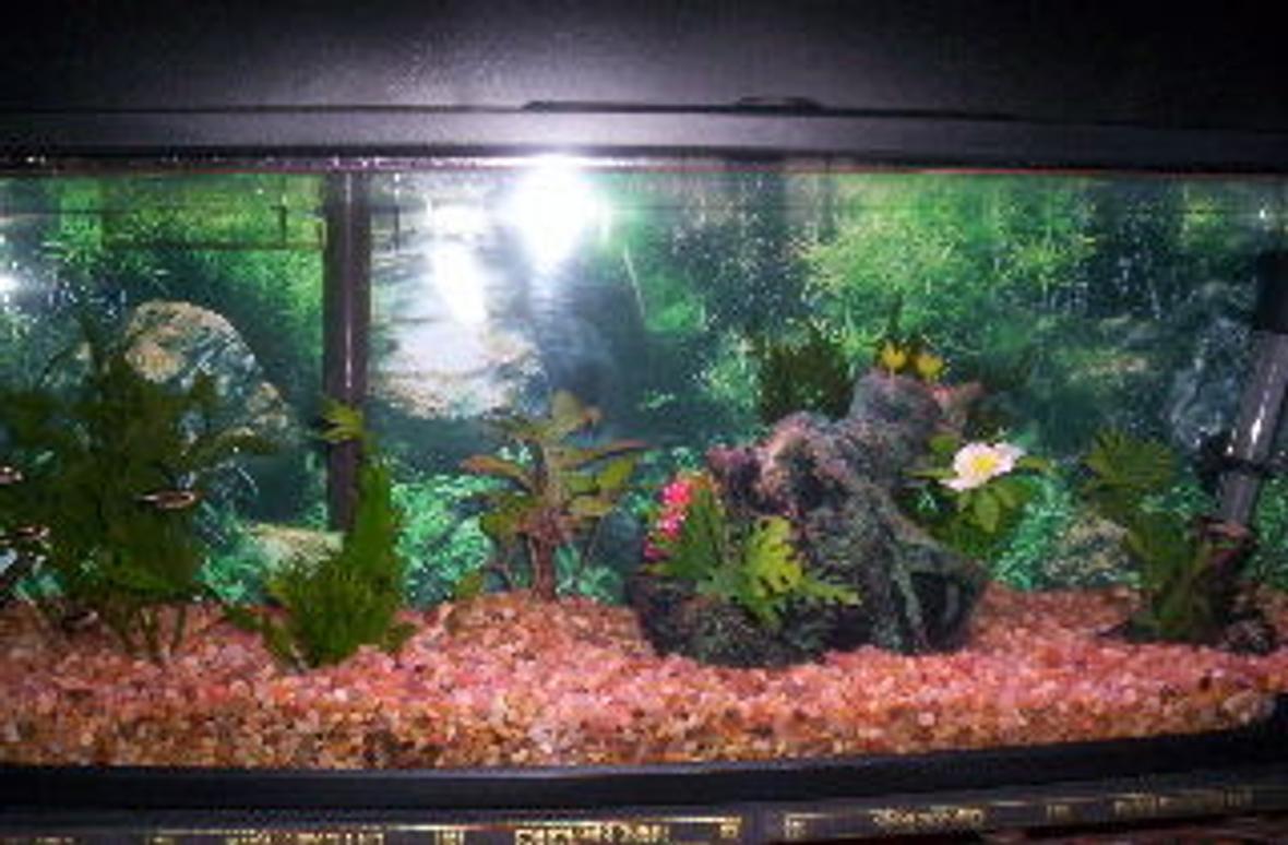 7 gallons freshwater fish tank (mostly fish and non-living decorations) - Bookshelf Freshwater tank