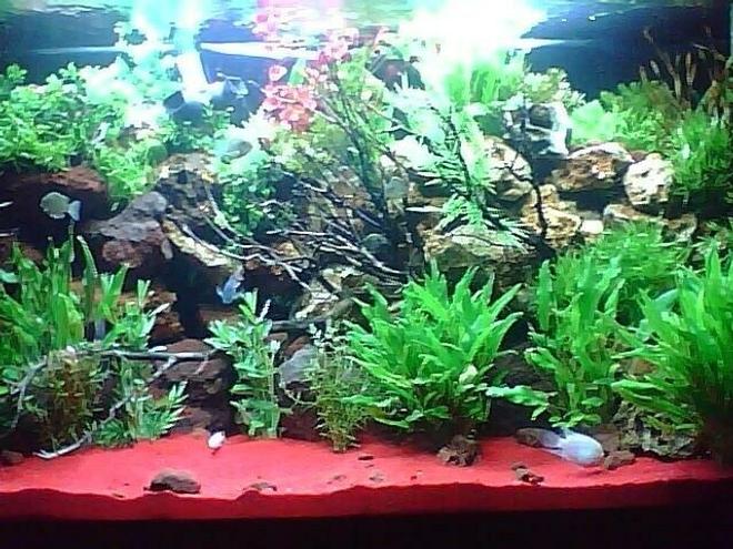 150 gallons planted tank (mostly live plants and fish) - Plants 95% live 5 % plastic various cichlids, red sand,mazanita wood, various porus bulk rock,assorted scavengers