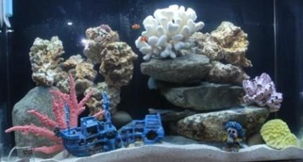 125 gallons reef tank (mostly live coral and fish) - my tank at 5 weeks