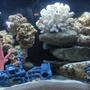 125 gallons reef tank (mostly live coral and fish) - my tank at 5 weeks