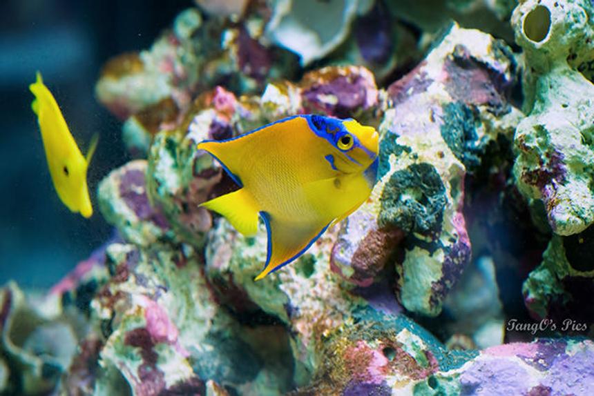 Rated #4: Saltwater Fish - Holacanthus Ciliaris - Queen Angelfish Stocking In 150 Gallons Tank - Queen Angel with YT