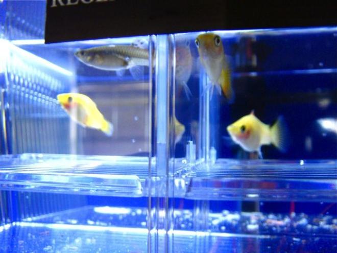 freshwater fish - xiphophorus maculatus - gold twin bar platy stocking in 55 gallons tank - Pregnant Guppy and Gold Twin Bar Platies.