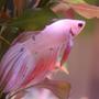 freshwater fish - betta splendens - betta - male stocking in 4 gallons tank - King Coral [K.C.]