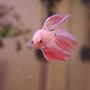 freshwater fish - betta splendens - betta - male stocking in 4 gallons tank - King Coral [K.C.]